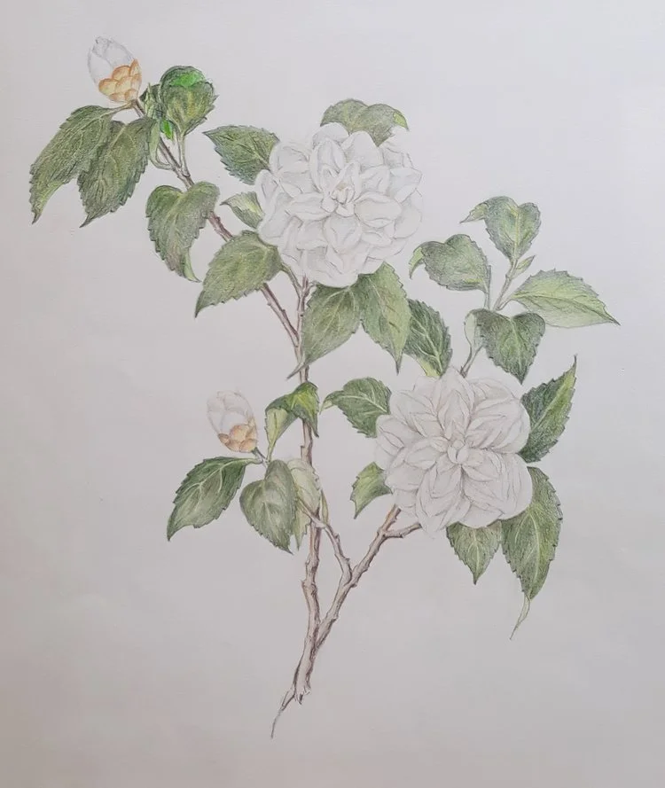 Can You Be Too Old To Learn To Draw?