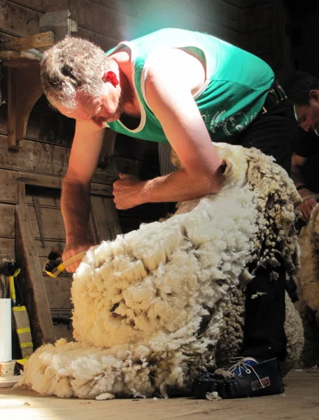 A woolhandler’s wait