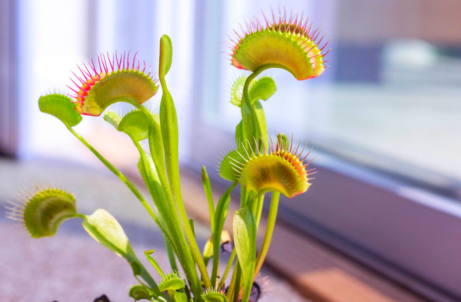 fly trap.png