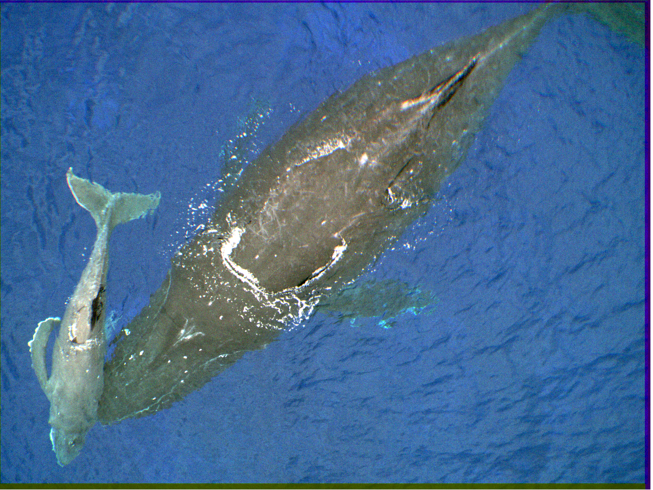 (photo credit: Travis Horton/University of Canterbury): Mother and calf humpback whales as seen from the scientists’ drone, near Rarotonga, Cook Islands.