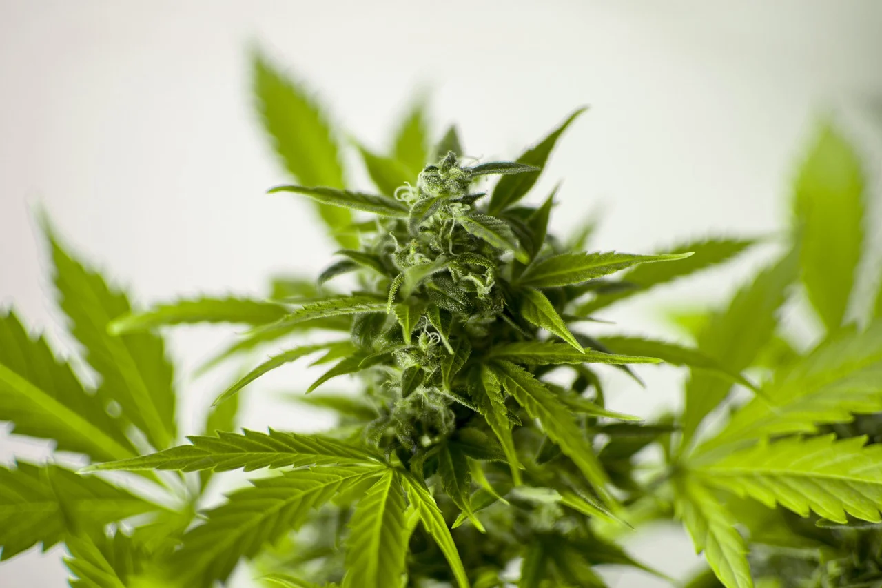 NZ slow to grab slice of the lucrative global legal cannabis market 