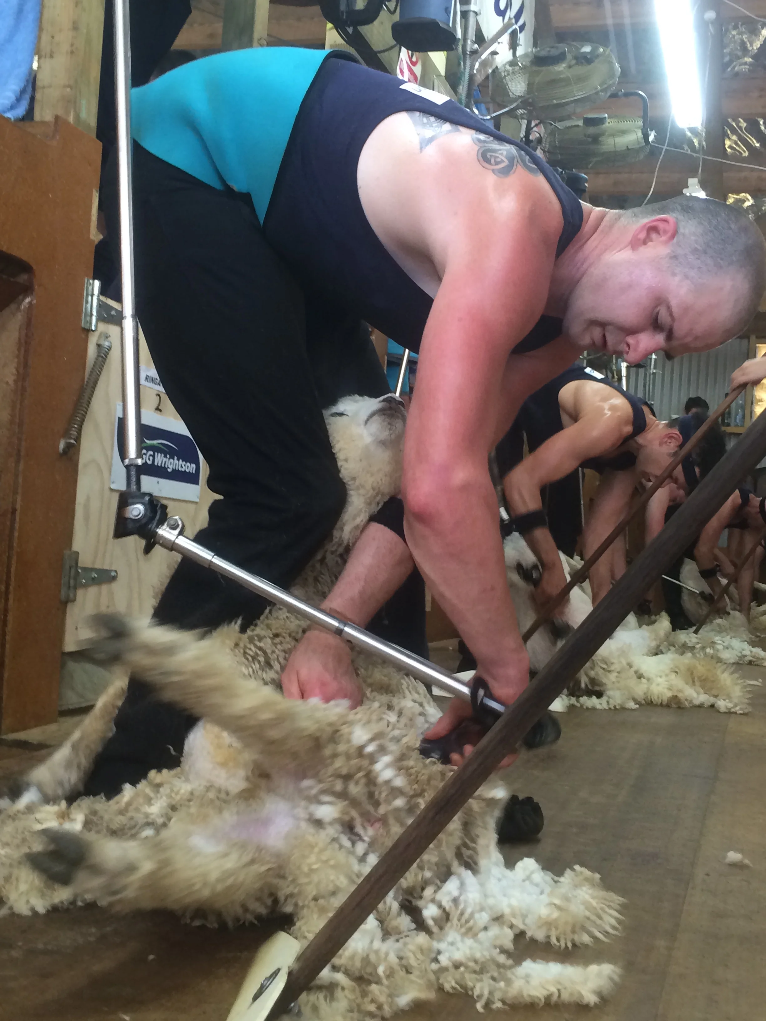 Shearing gun Copp aims for the top in Aussie record bid
