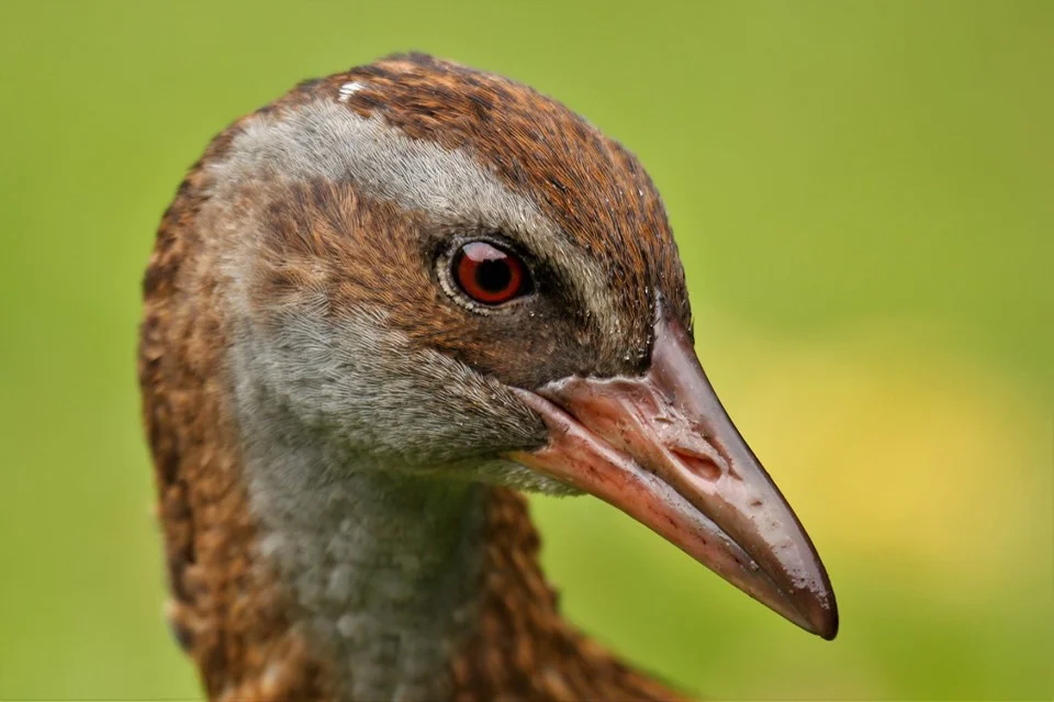 Shameless thief or good forest citizen? Weka bring hidden benefits to New Zealand forests