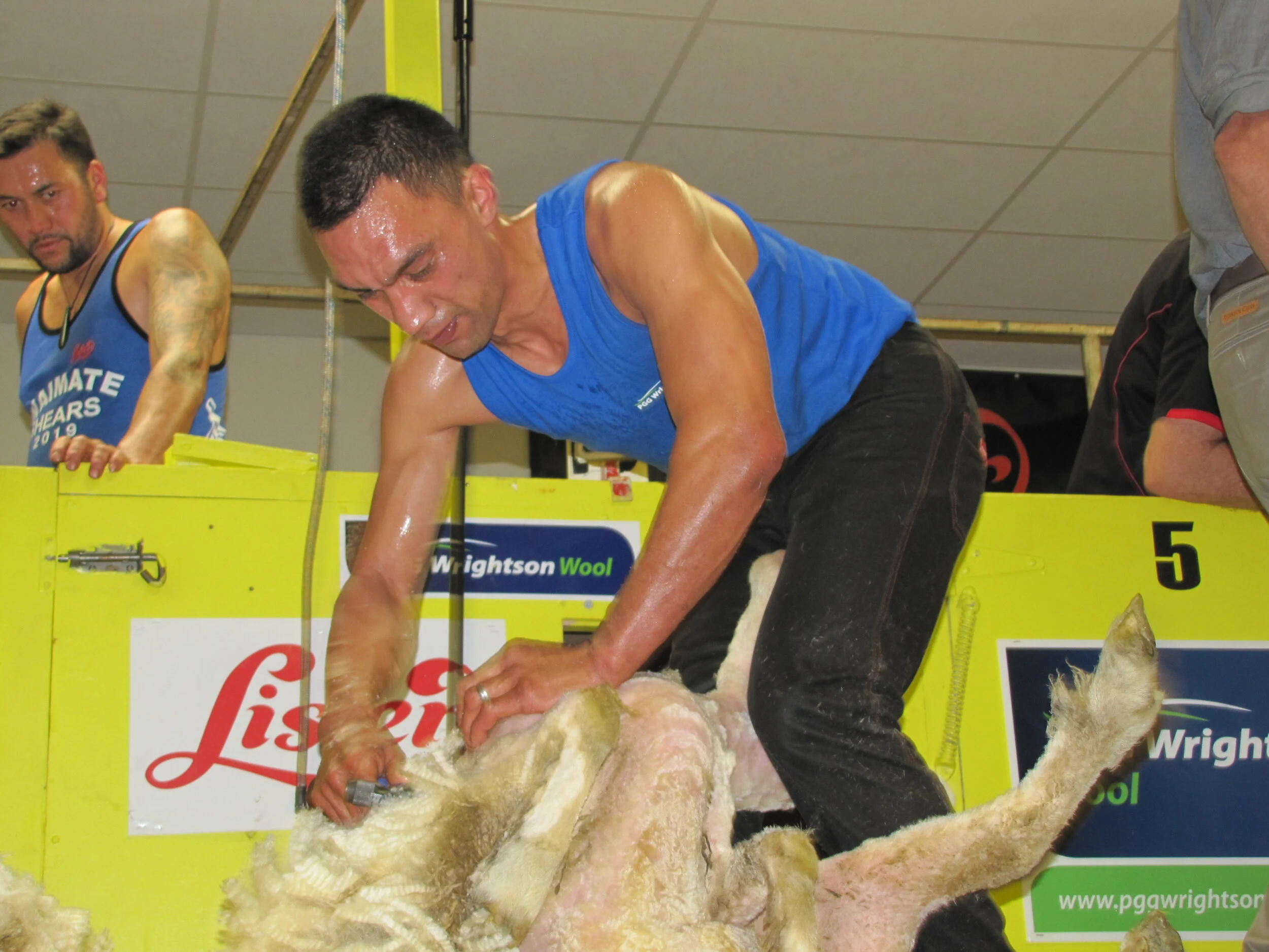 Leon Samuels in the New Zealand Spring Shears final in Waimate in October. On Saturday he won the Otago Open final, only his second win in Open shearing competition. PHOTO/Doug Laing, SSNZ