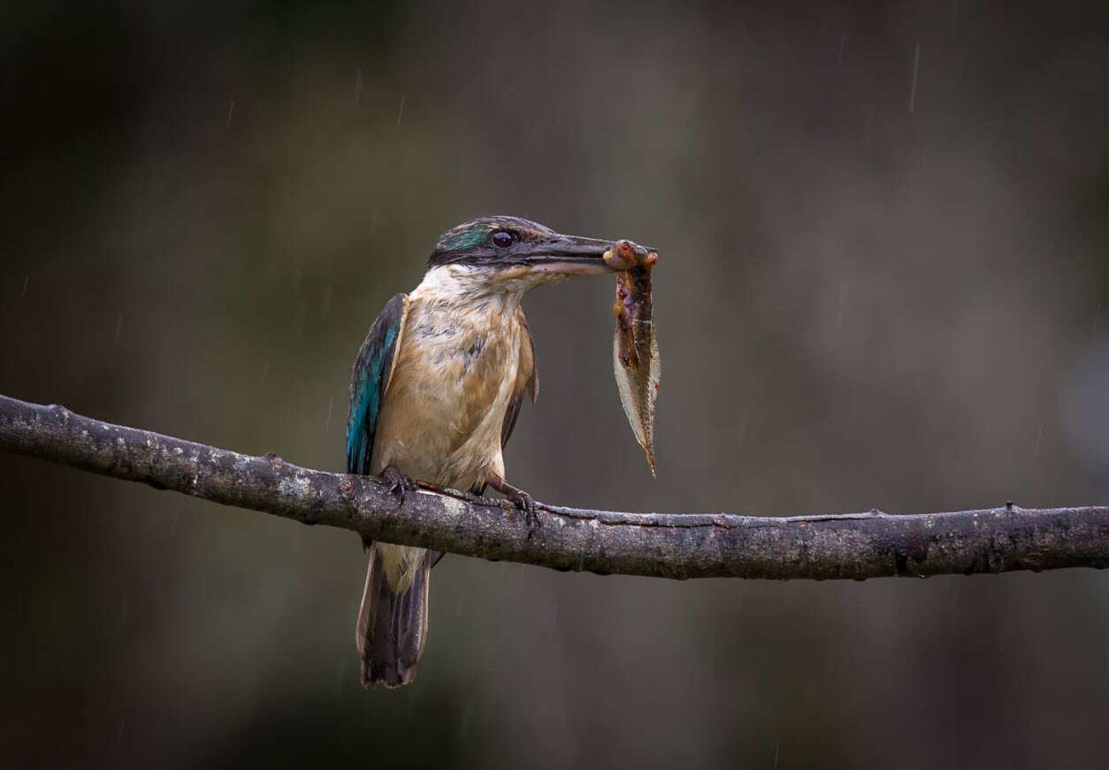 OTAGO WILDLIFE PHOTOGRAPHY COMPETITION OPEN BUT CHANGE IS COMING
