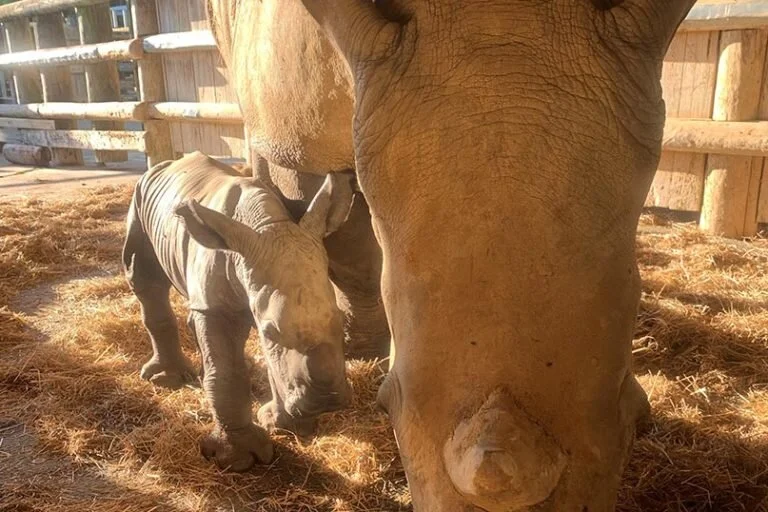 Hamilton Zoo welcomes baby rhino Zahra