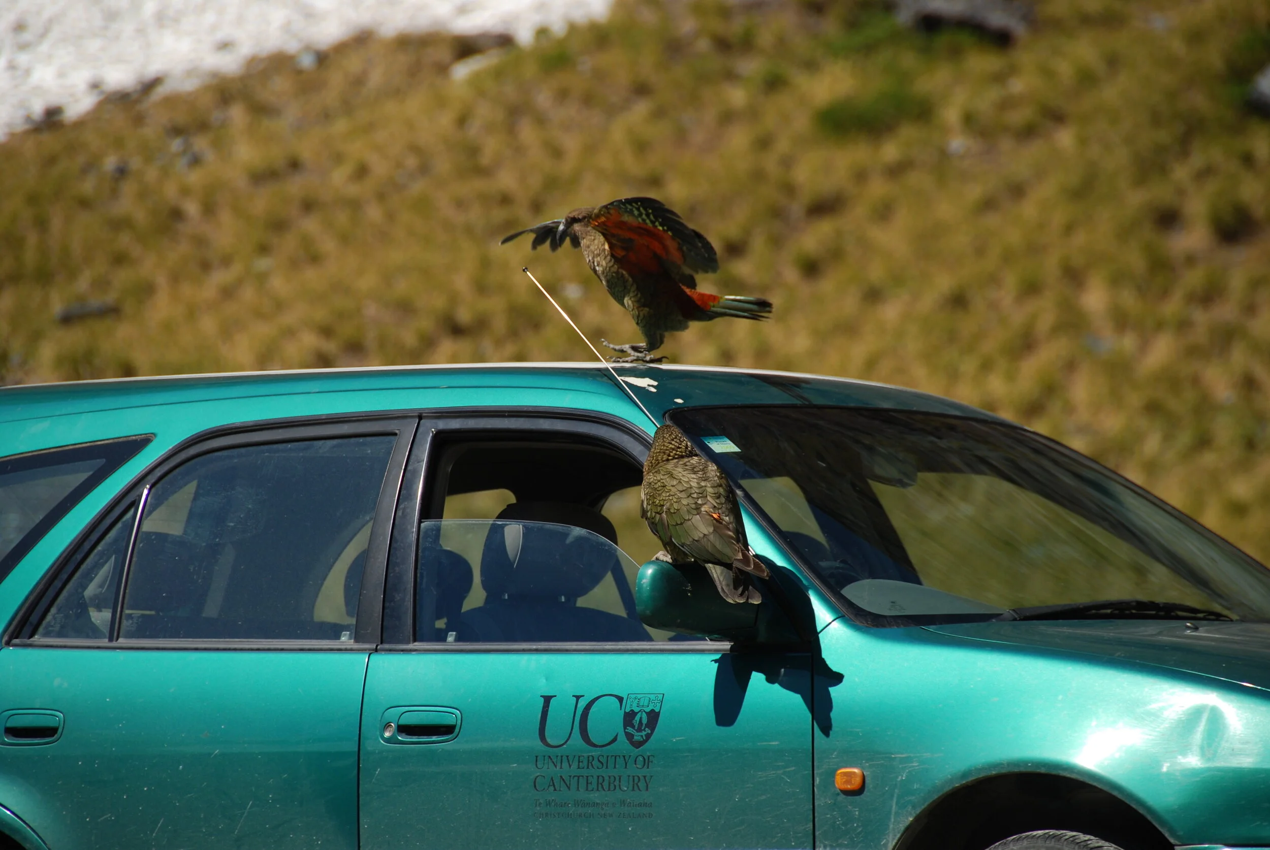 New Zealand academics rediscover the joy of Kea research