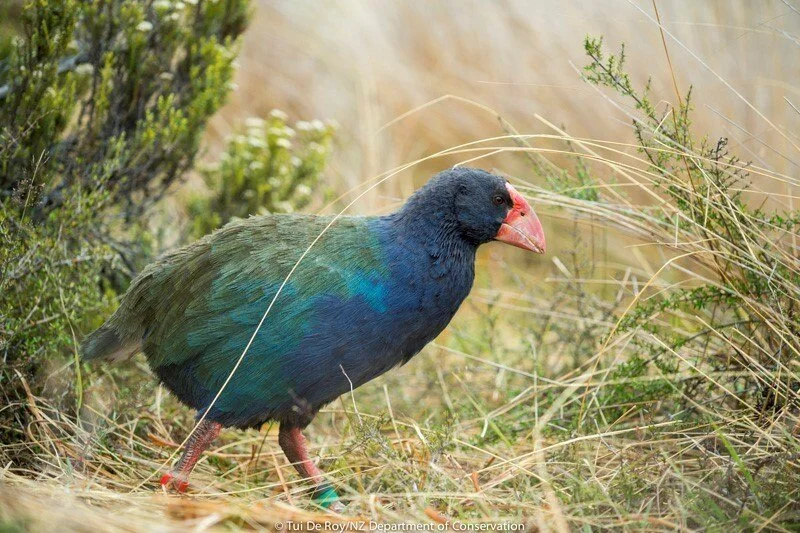 Protecting and growing the tiny takahē&nbsp;population