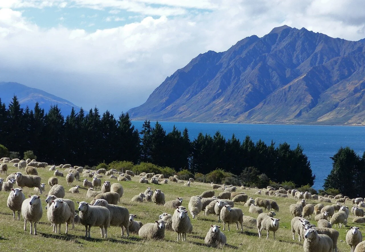 New Zealand to phase out livestock exports by sea