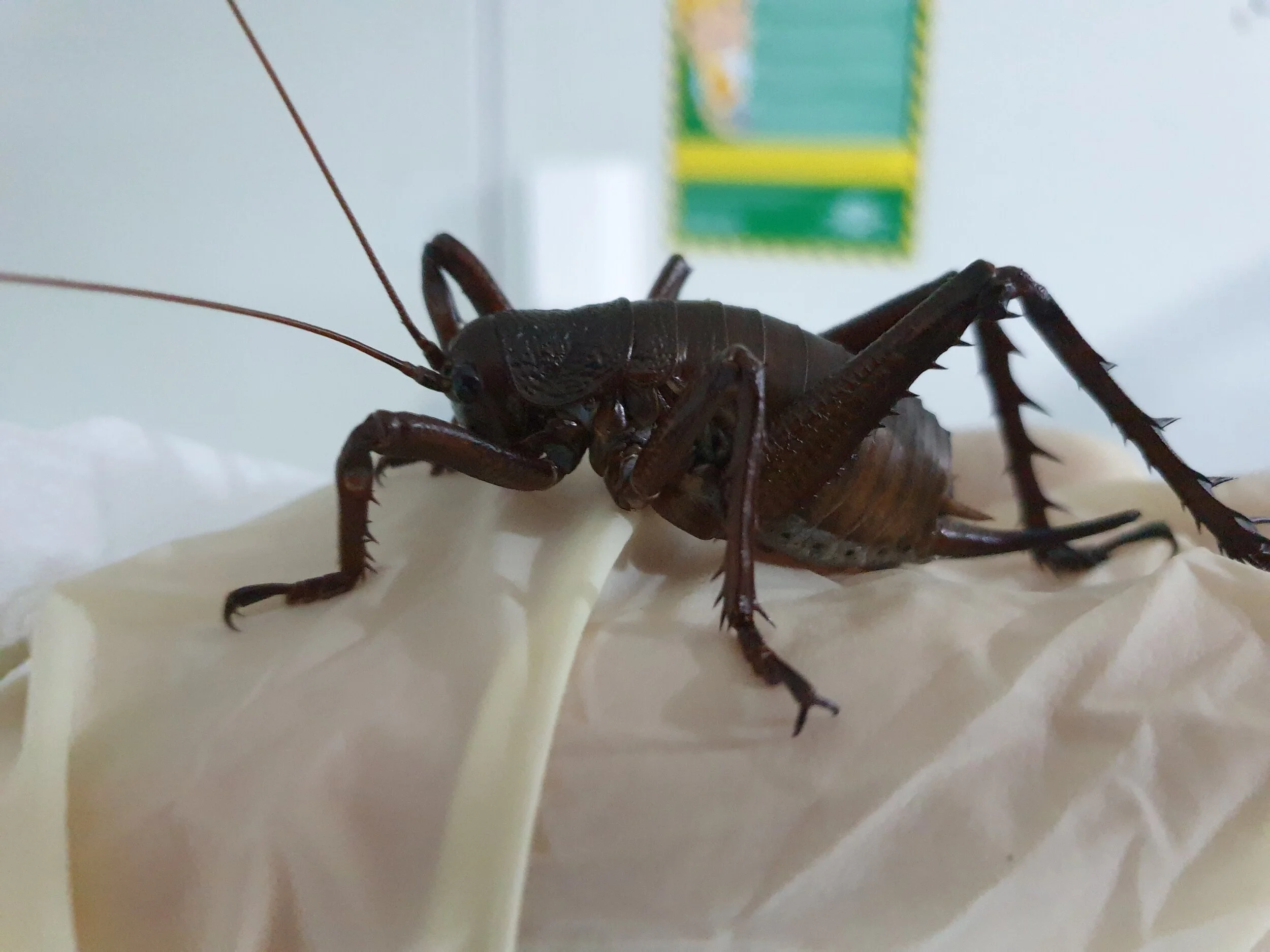 Rare giant wētā on move to help save species