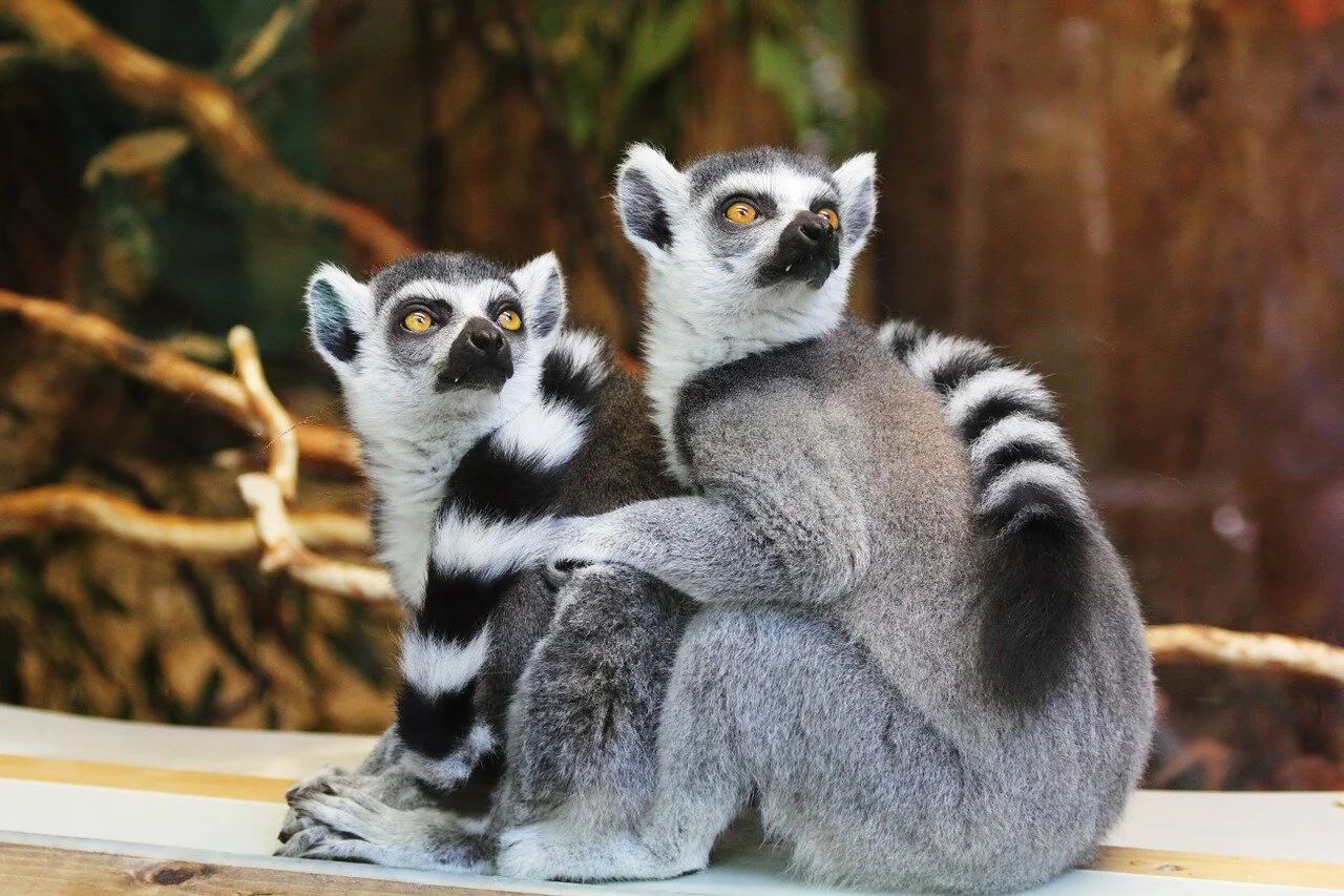 Climate change will hit endemic plants and animals hardest
