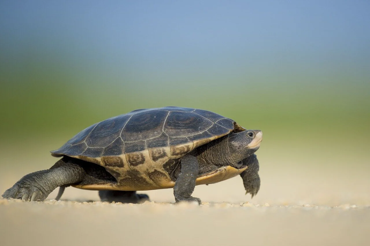 Sunday May 23 is world turtle day