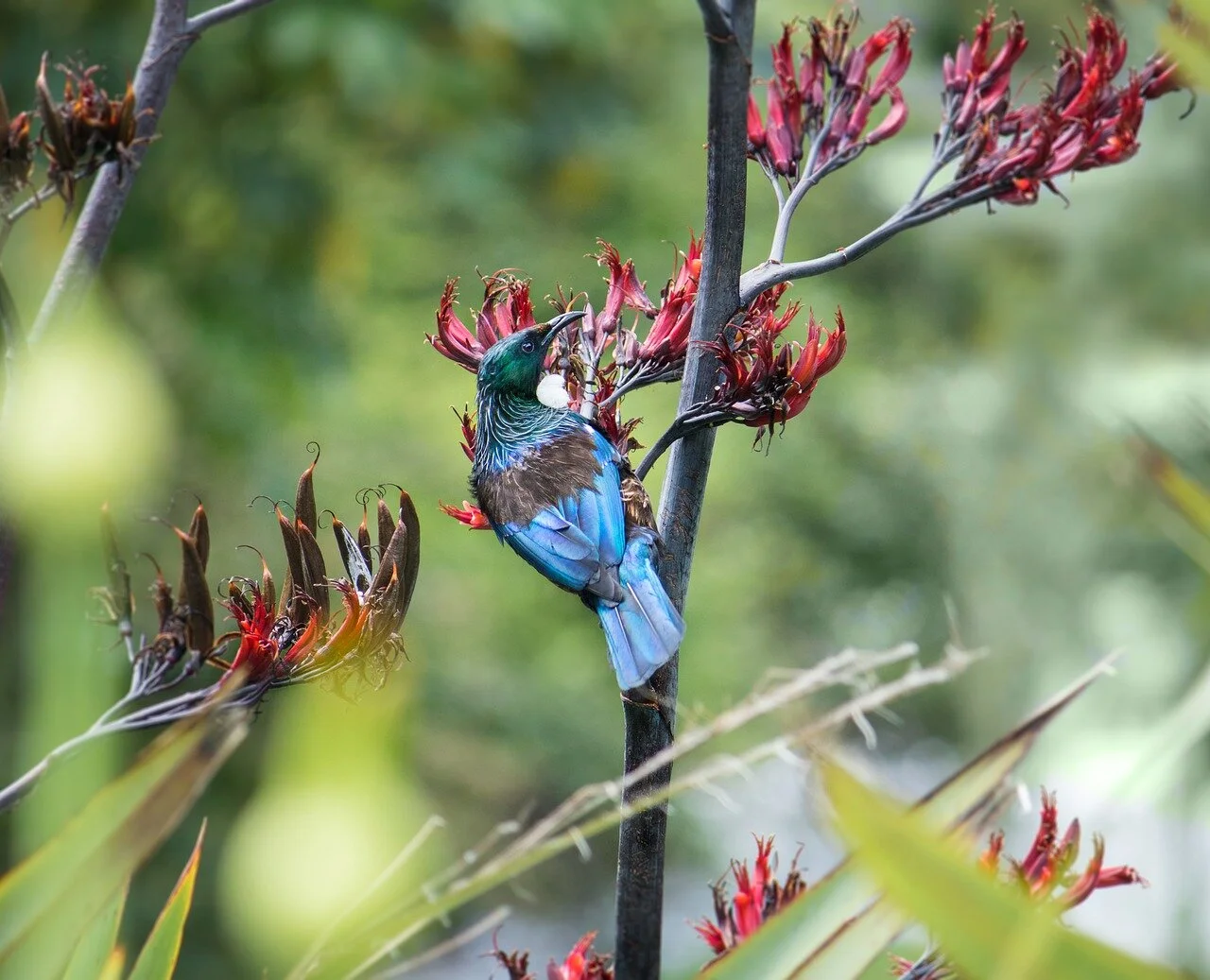 50 billion birds on Earth, varying climate change impacts