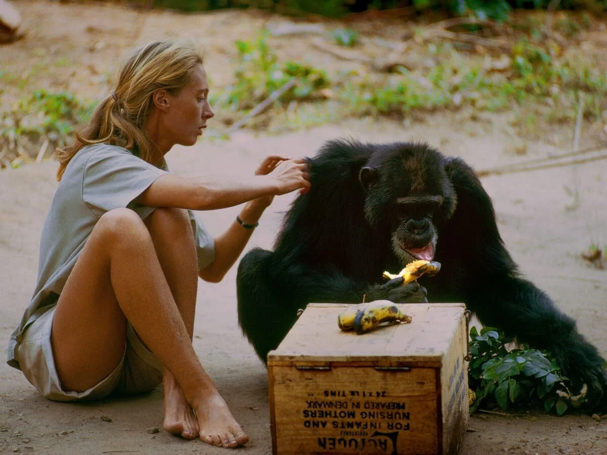 Famous primatologist awarded for her humanitarian efforts