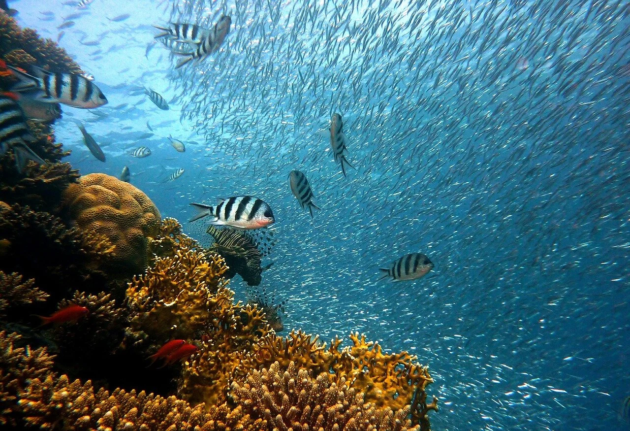 World's oceans seriously under threat