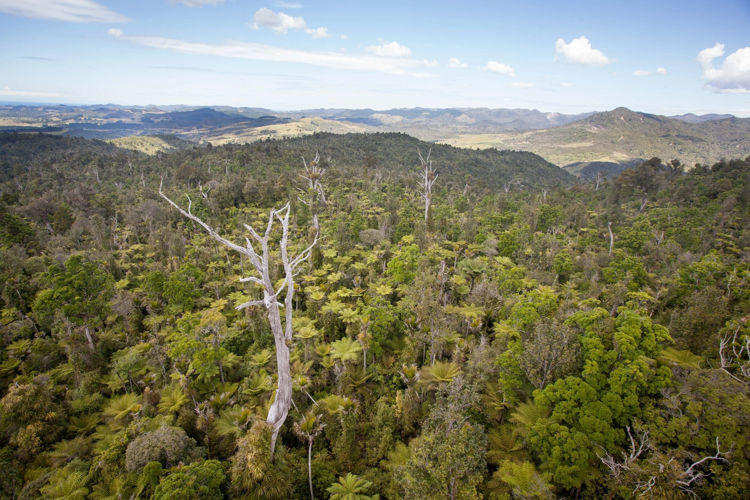 Drone views of possum impact on ancient Coromandel forest