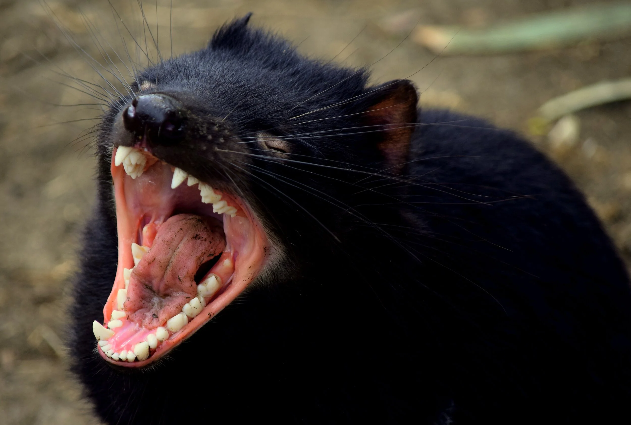 1000 large&nbsp;mammals and birds to become&nbsp;extinct&nbsp;in a century