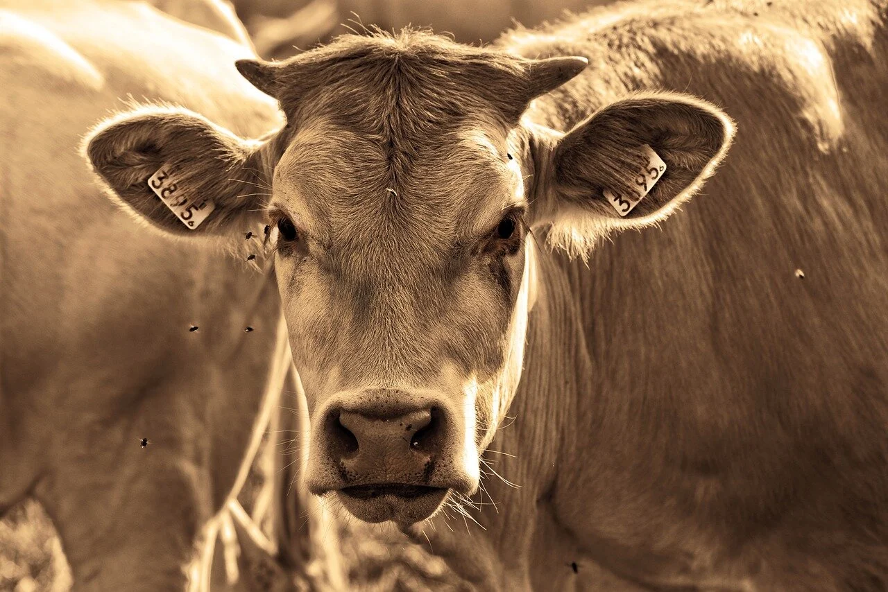 Animal agriculture responsible for 87% of GGE – report