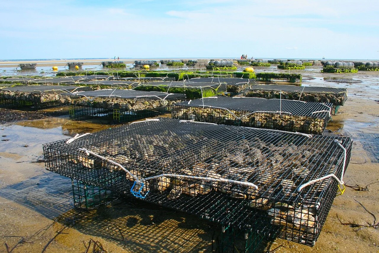 Expansion into seaweed and integrated aquaculture vital for NZ  &nbsp;