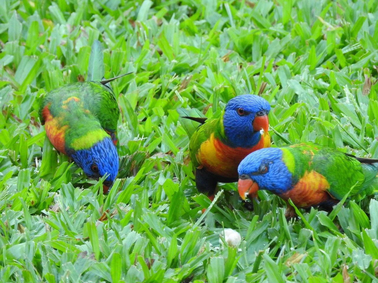 Warming climate causing animals to shapeshift