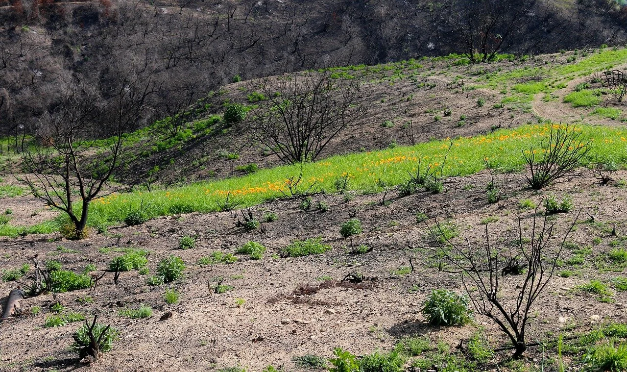 Natural climate solutions are about much more than carbon