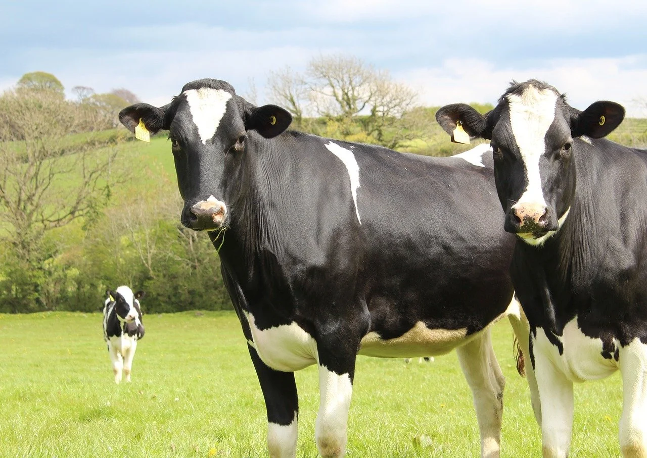Aotearoa ag sector can help reduce greenhouse gas emissions