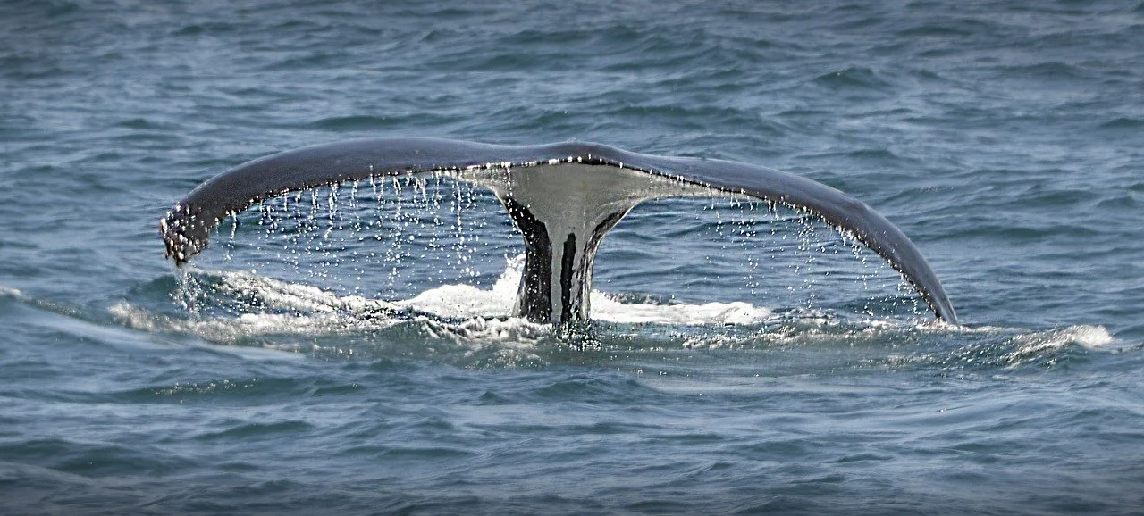WWF-New Zealand seeking to save endangered species