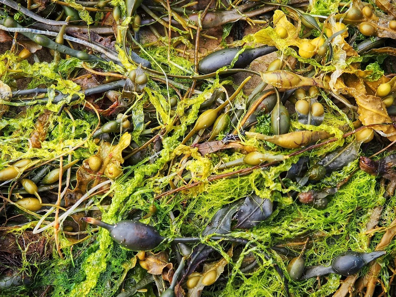 What food is environmentally sustainable?
