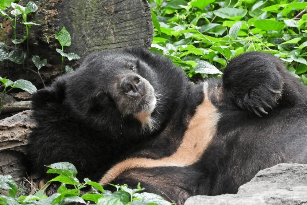 Fight against time to save Vietnam’s moon bear