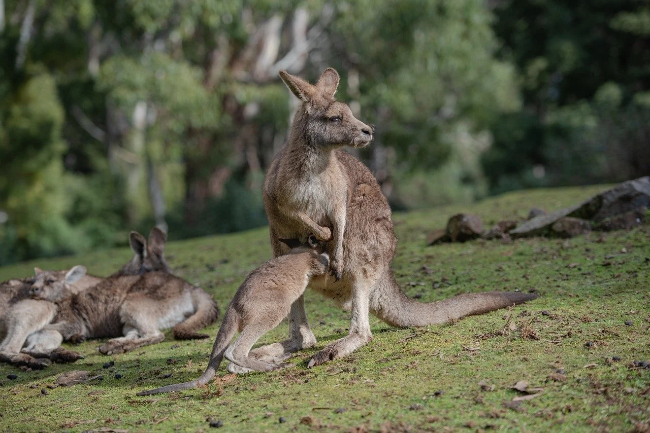 Nike accused of driving kangaroos to extinction