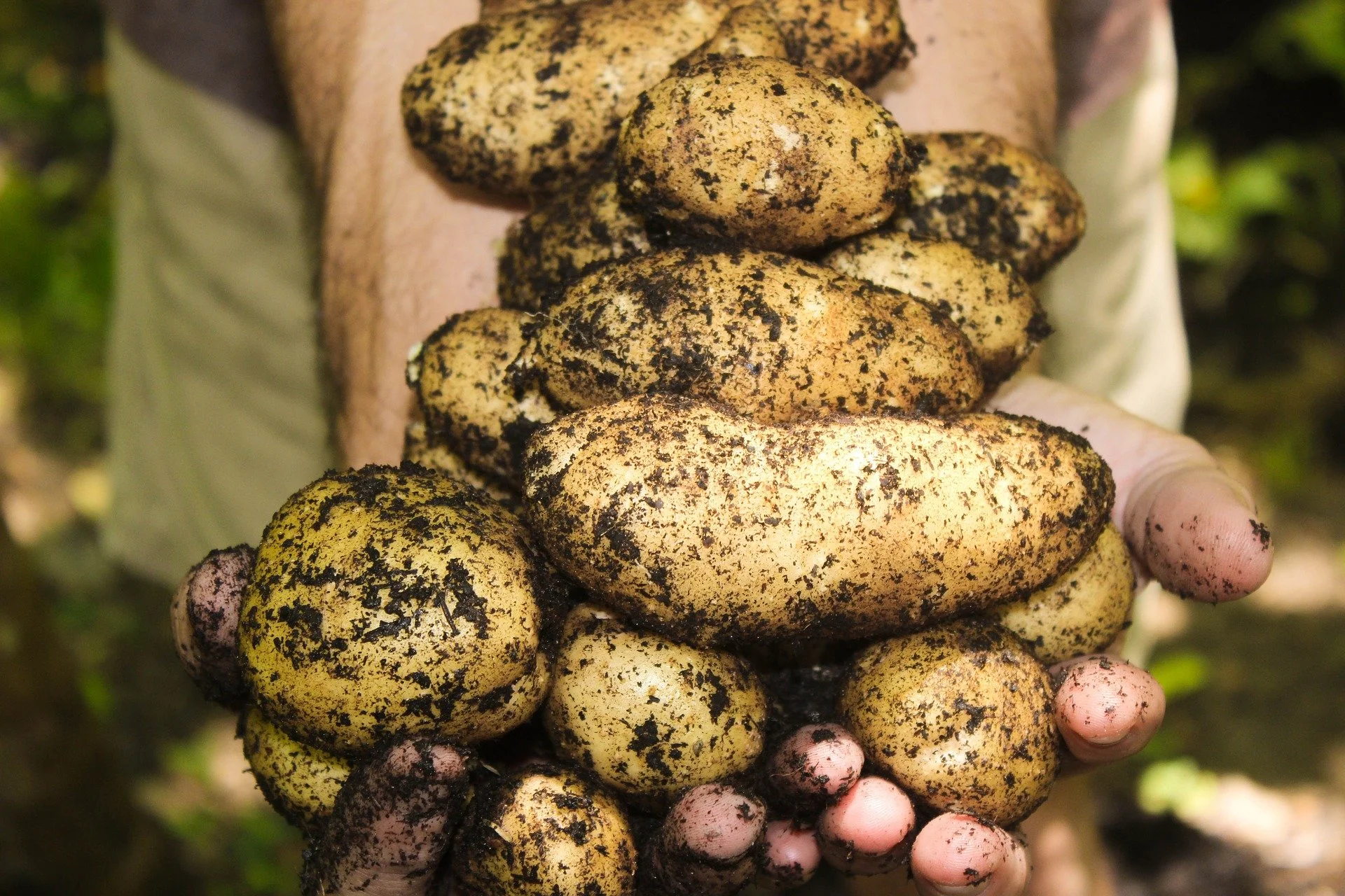 Can scientists create a potato to for with climate change?