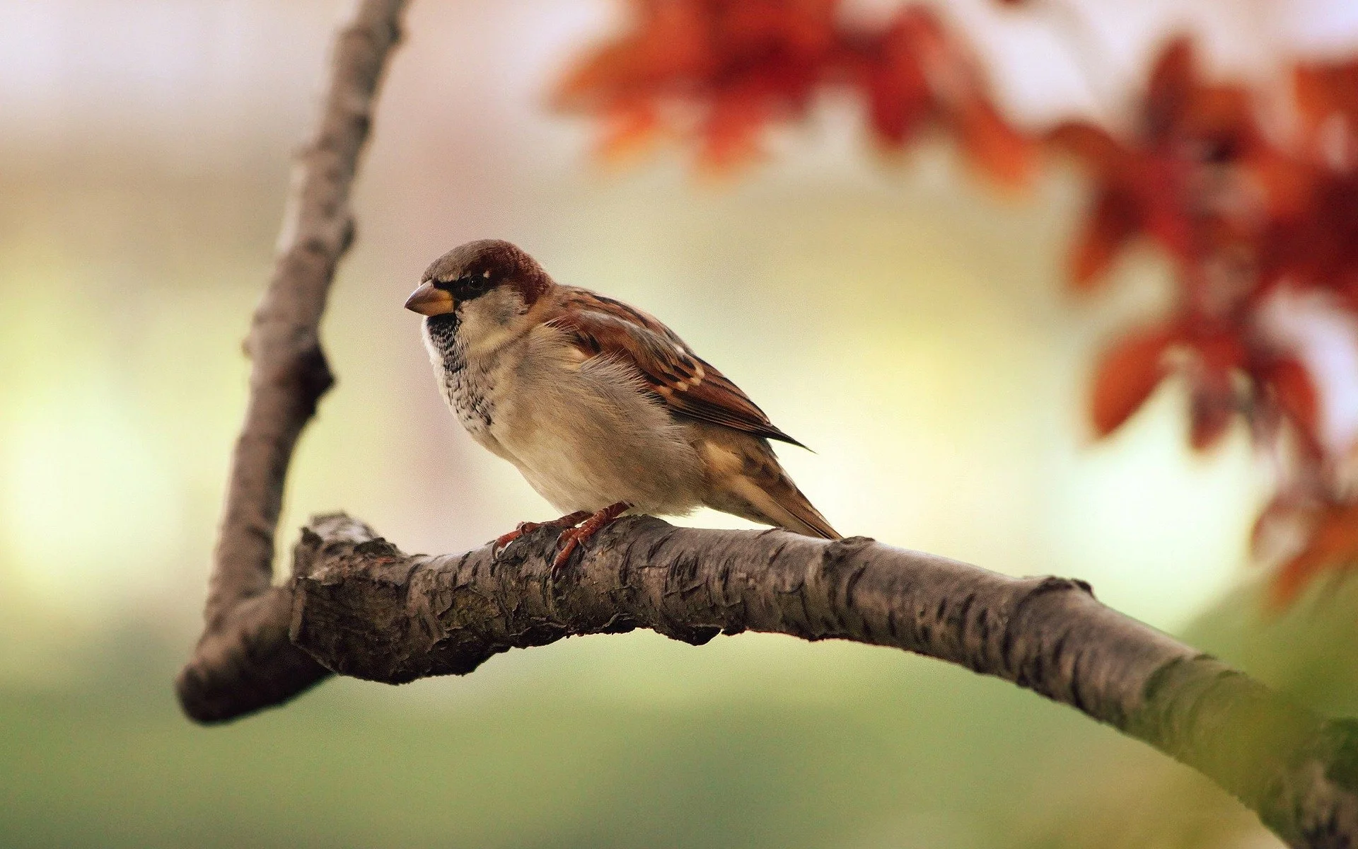 Being around birds linked to higher happiness levels