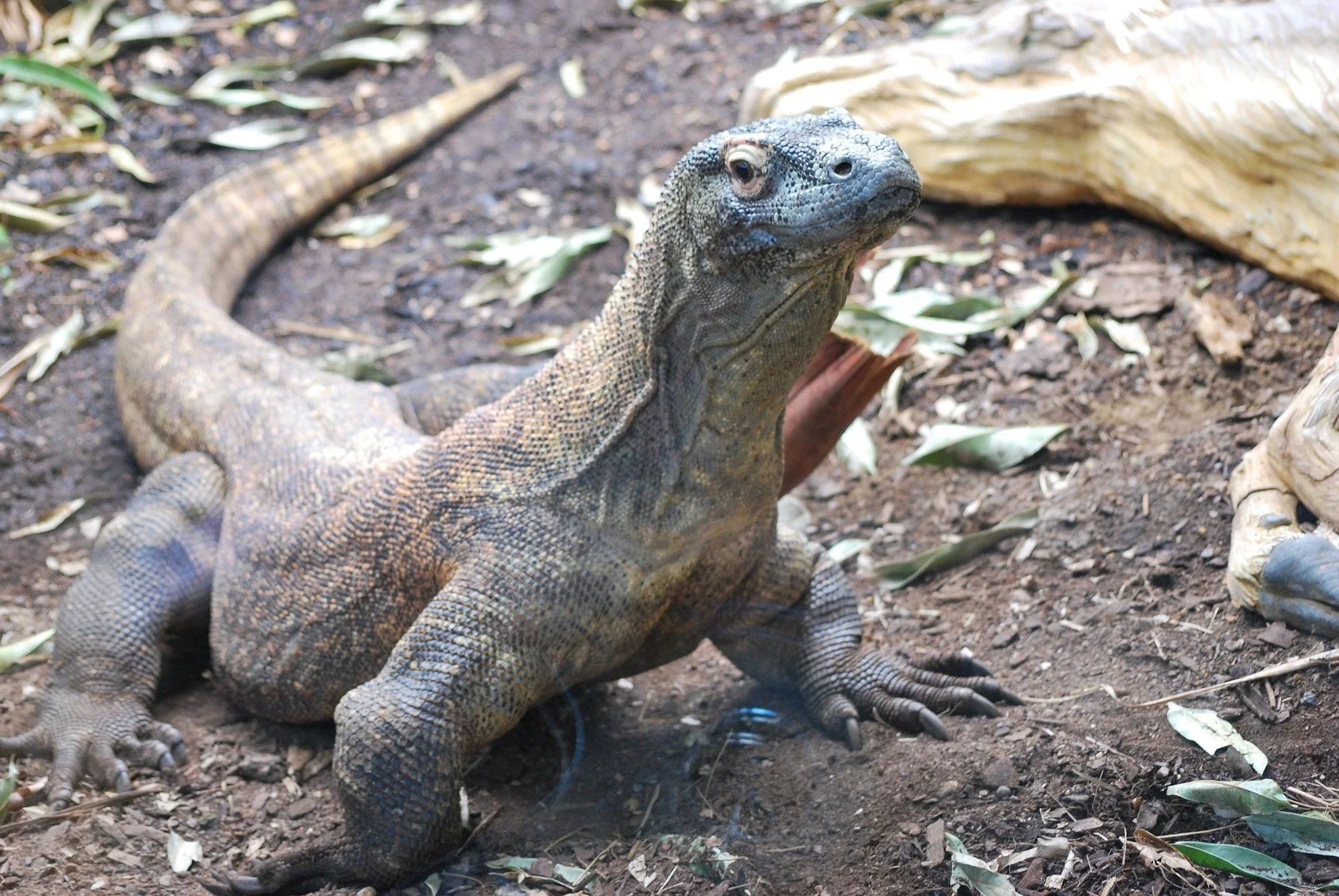 The Komodo dragon under threat