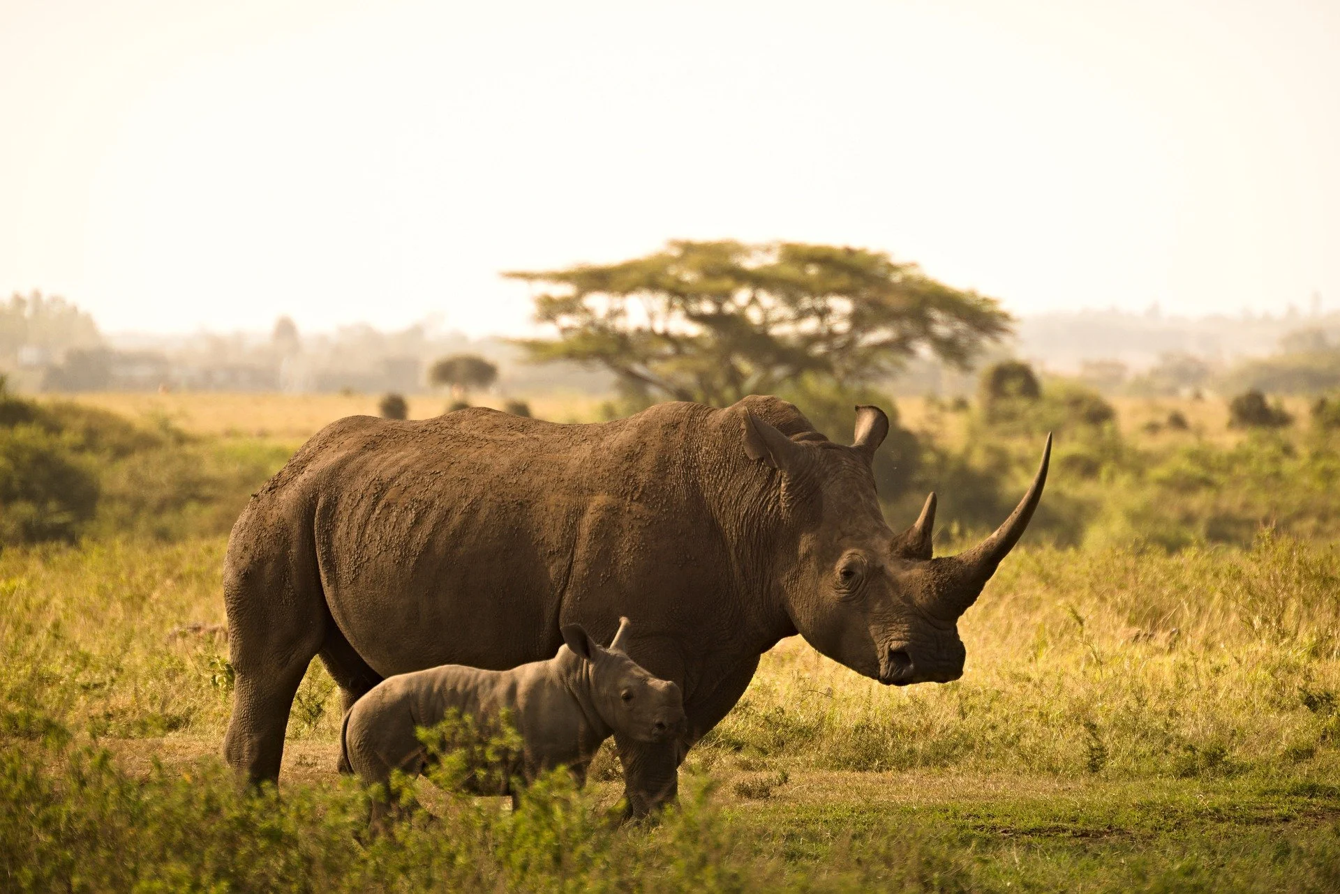 The sixth mass animal extinction crisis underway?