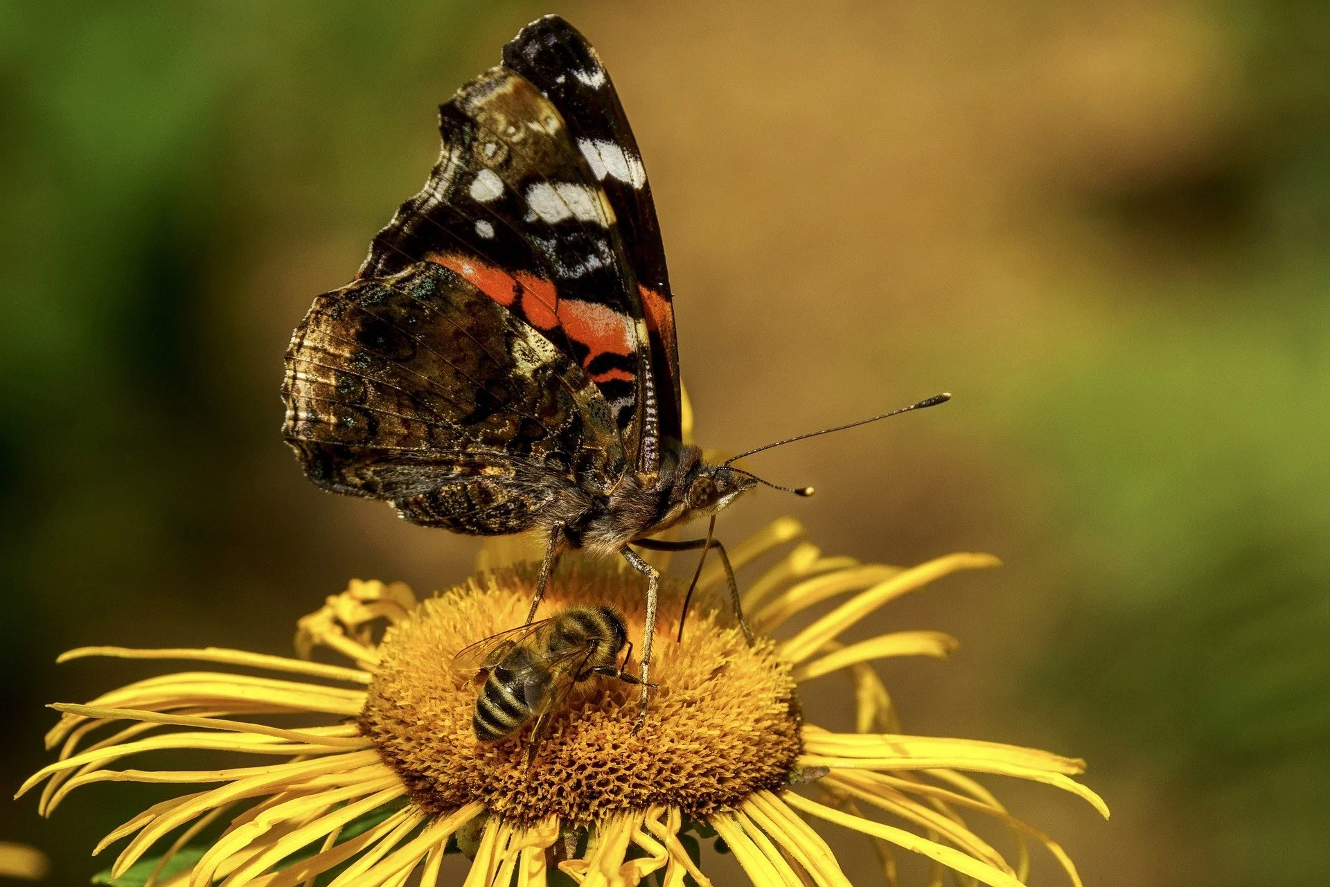 Bees, butterflies pollinating less because of diesel and ozone