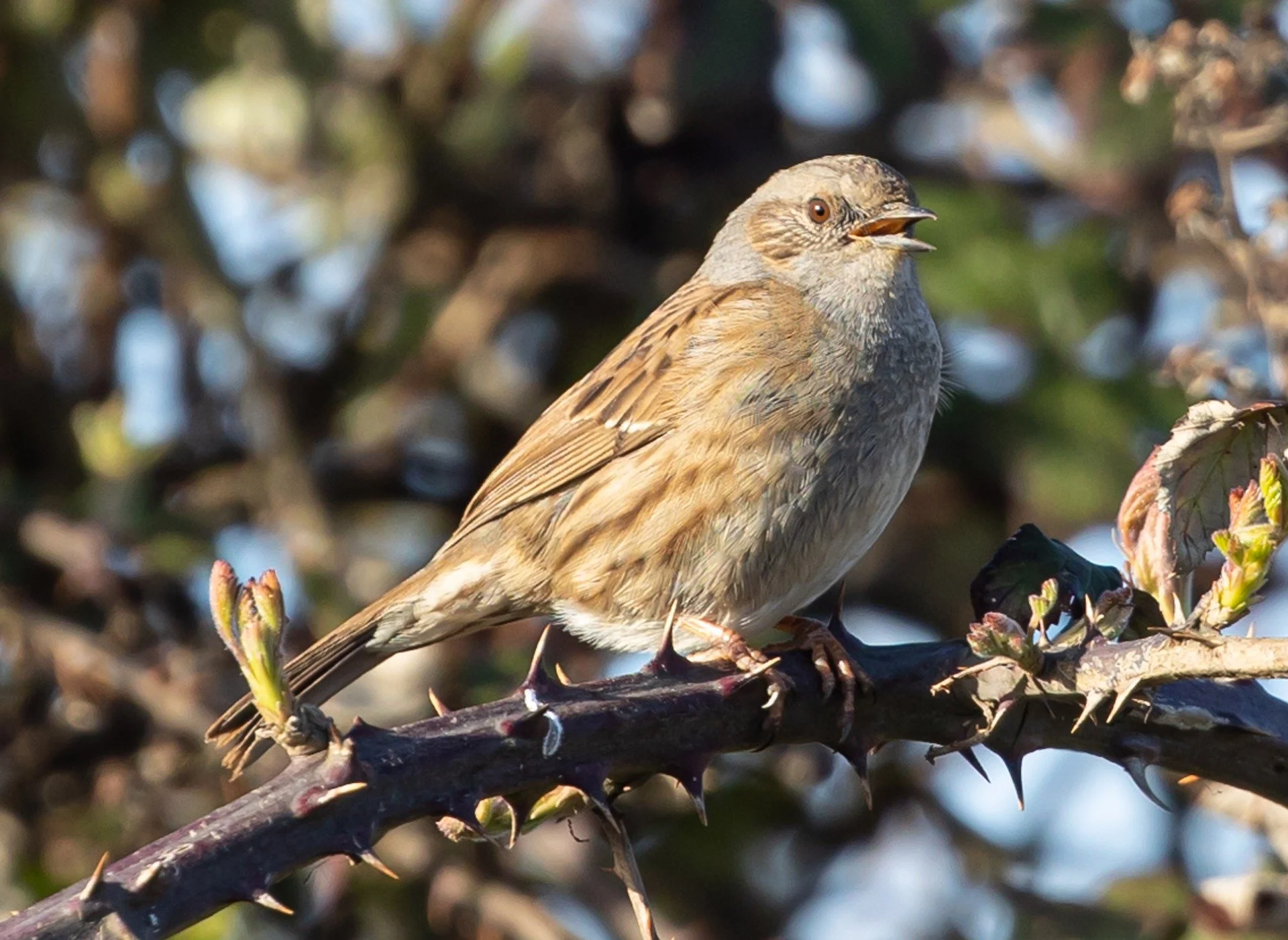 Song sparrows shuffle and repeat to keep females listening