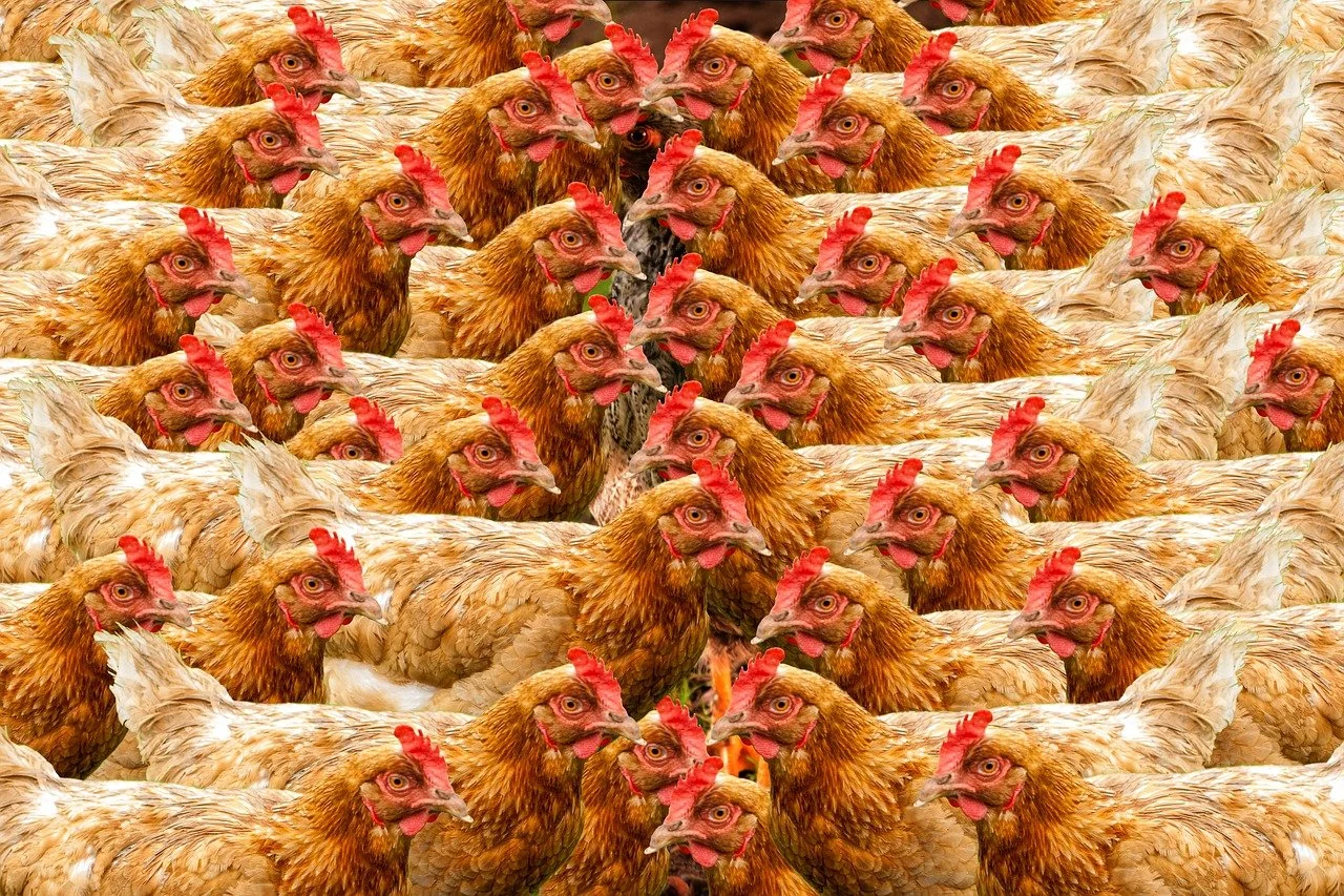 Millions of caged hens will continue to suffer next year