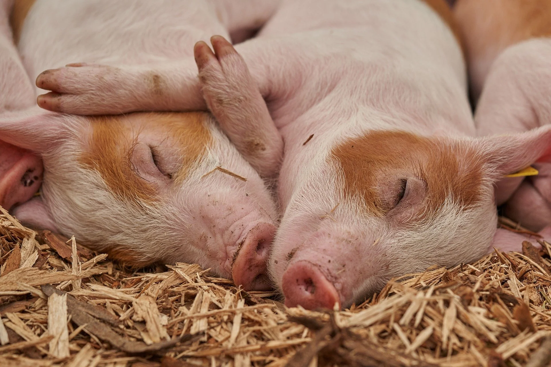 Pigs' emotions, decoded for the first time – research