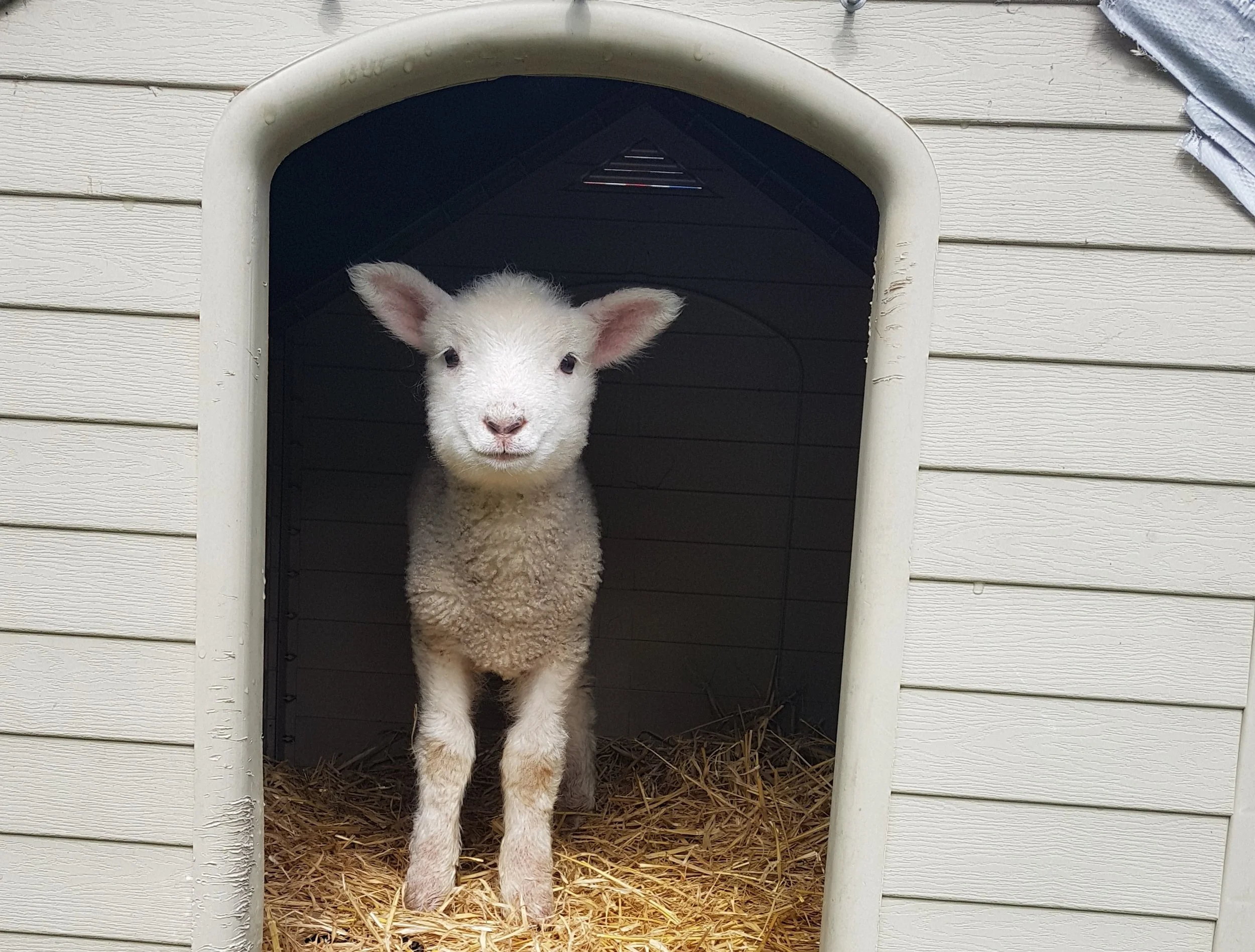 A helping hand for little lamb Dandelion