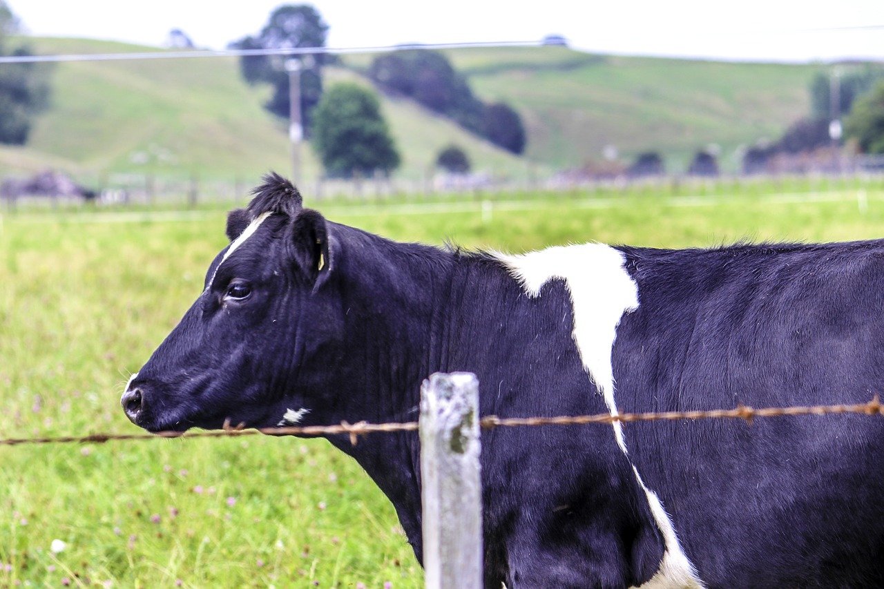 Eating less meat and more plants would protect species