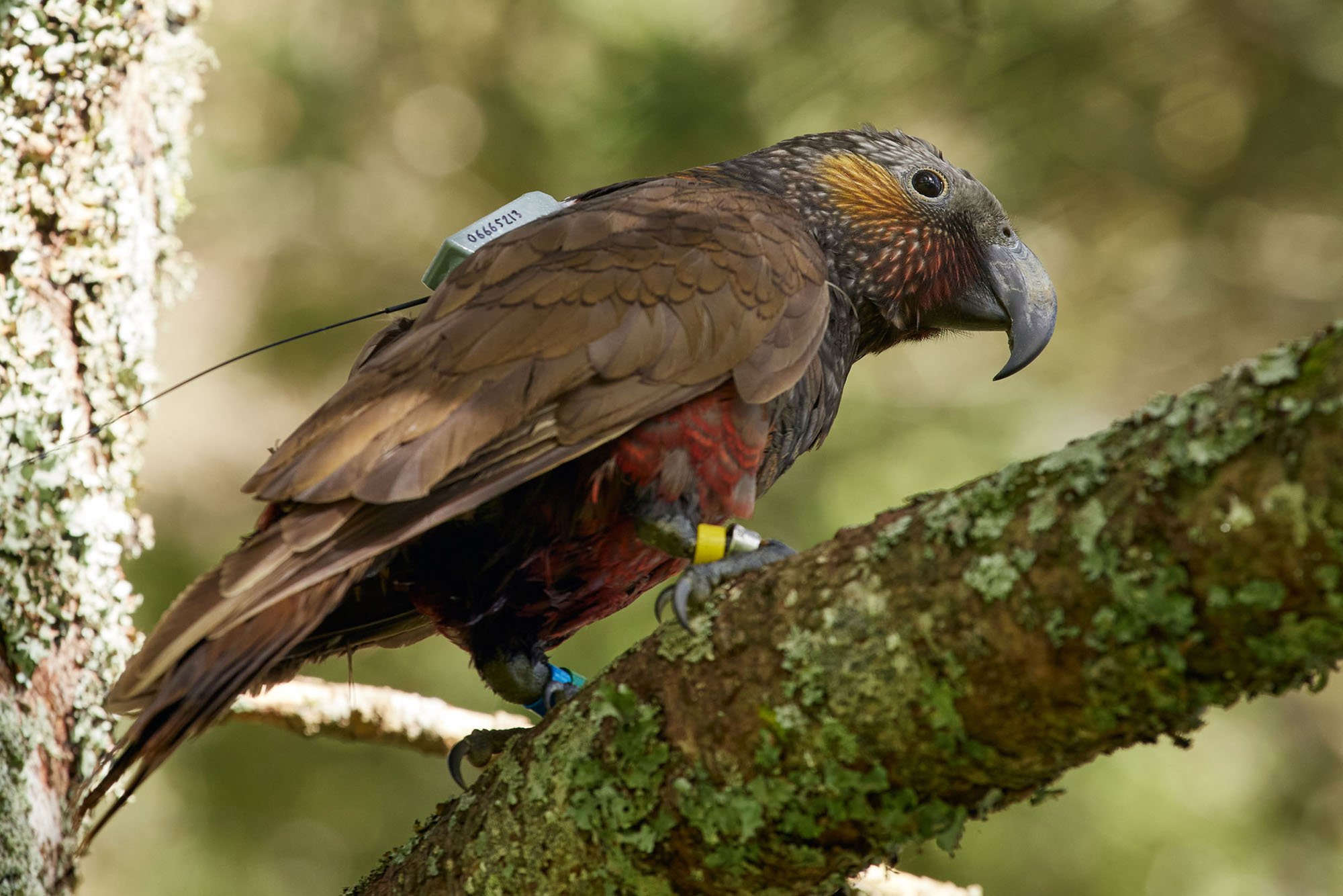 GPS project shows travels of North Island kākā 