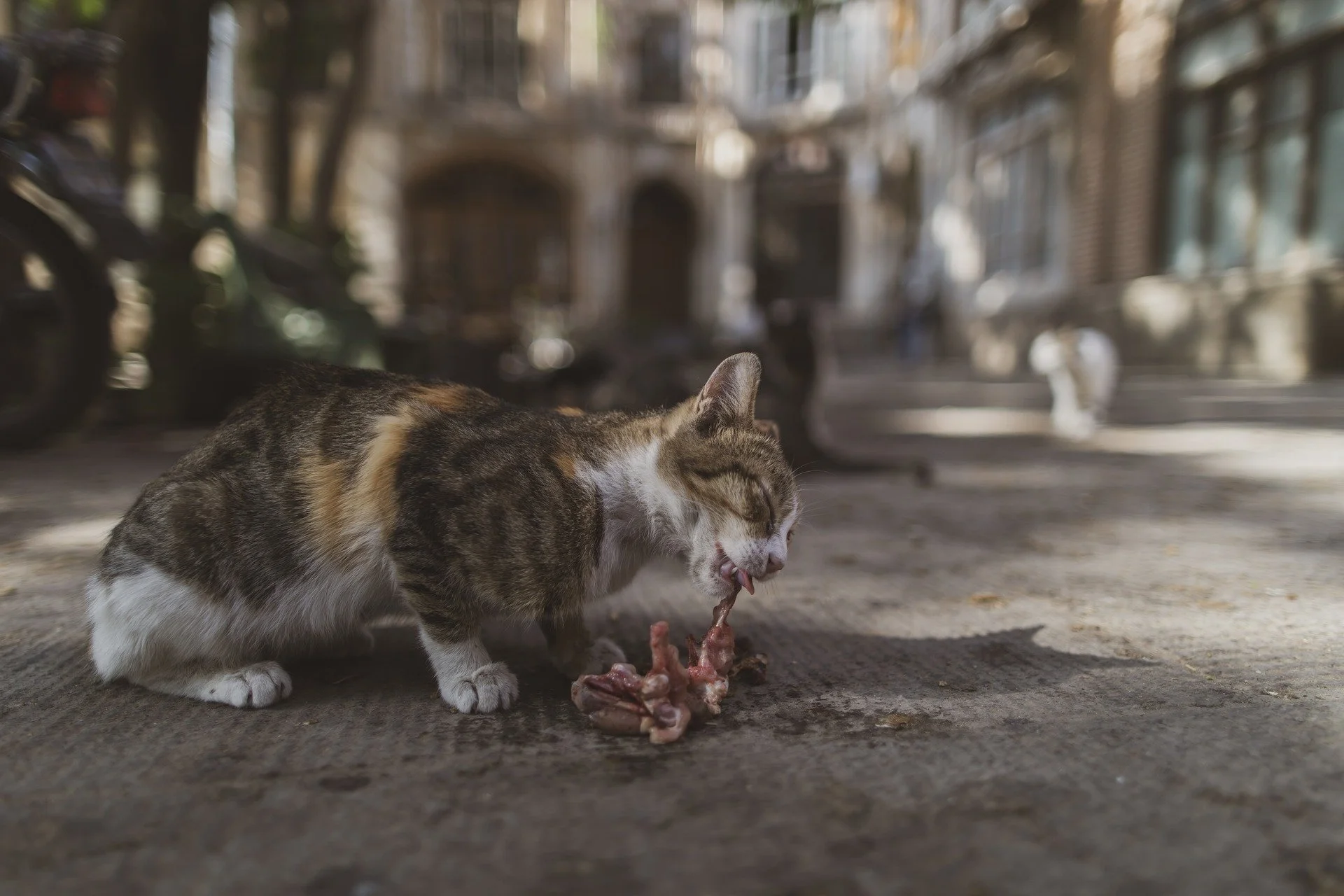 Feeding pets meat a huge contributor to carbon emissions
