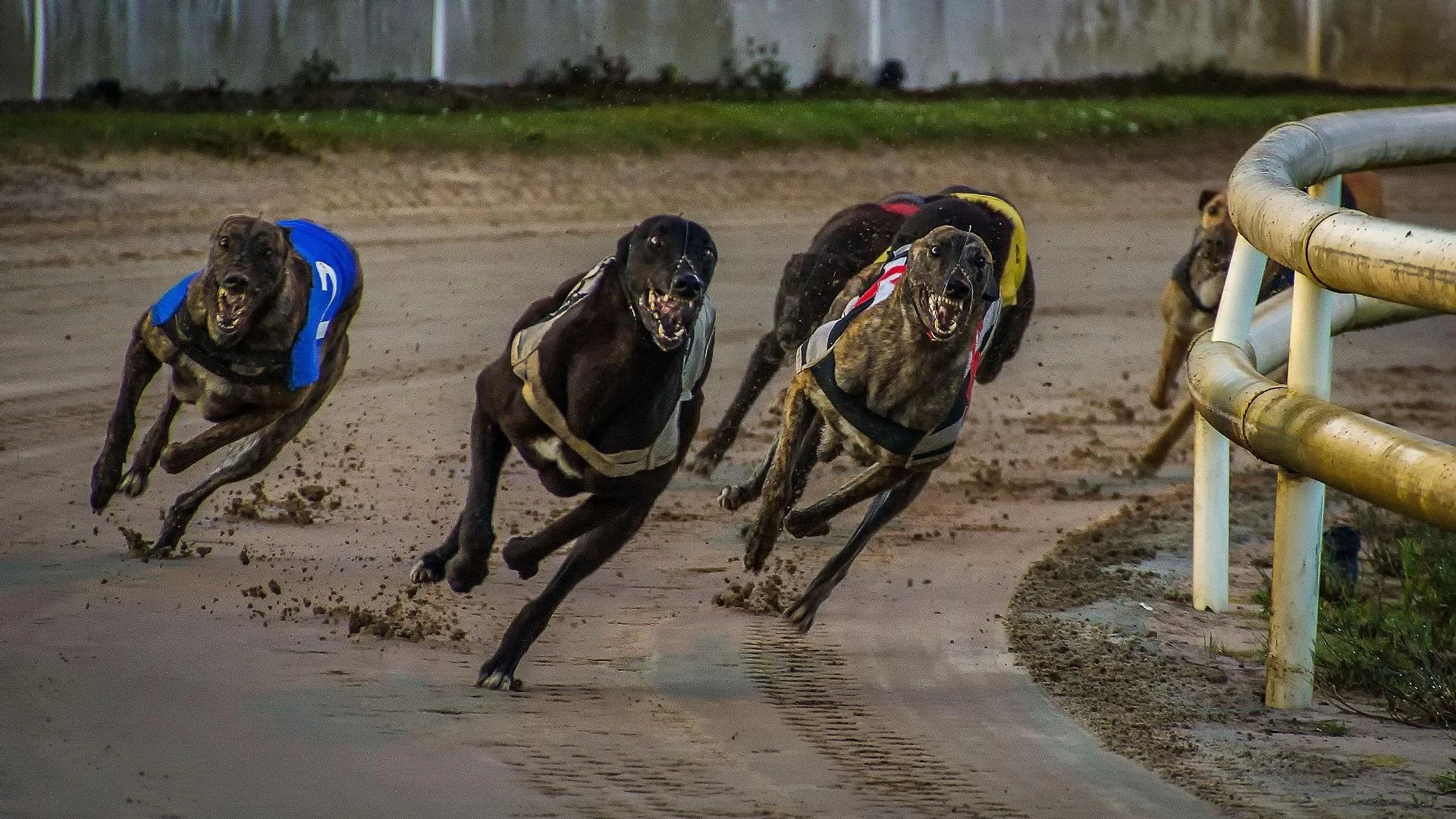 Greyhound trampled and euthanised in Christchurch 