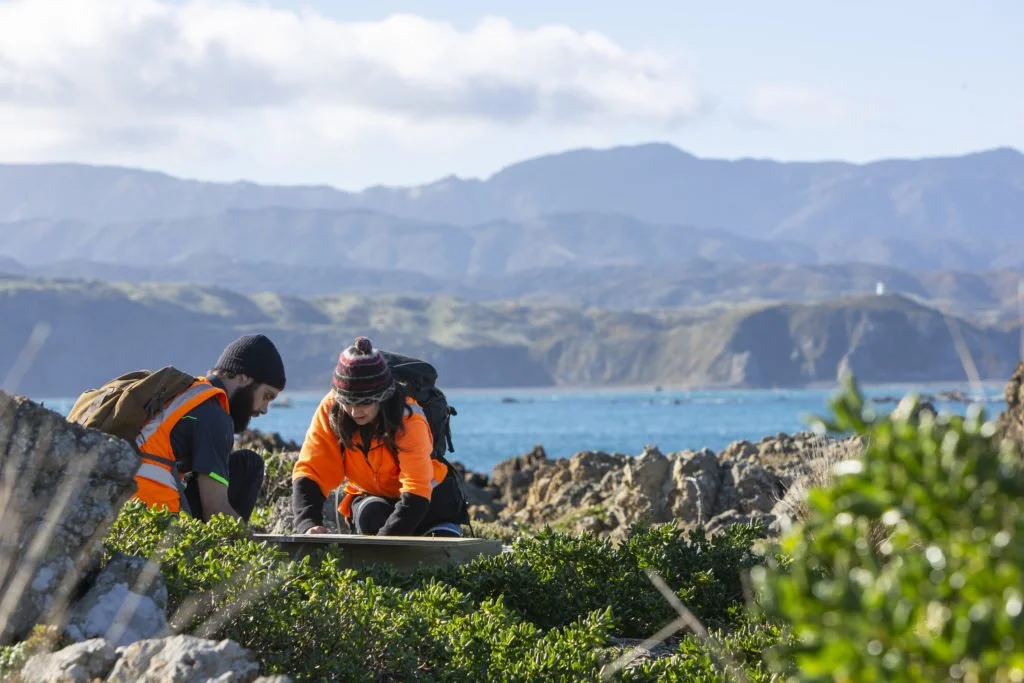 Wellington, first predator free capital city in the world?