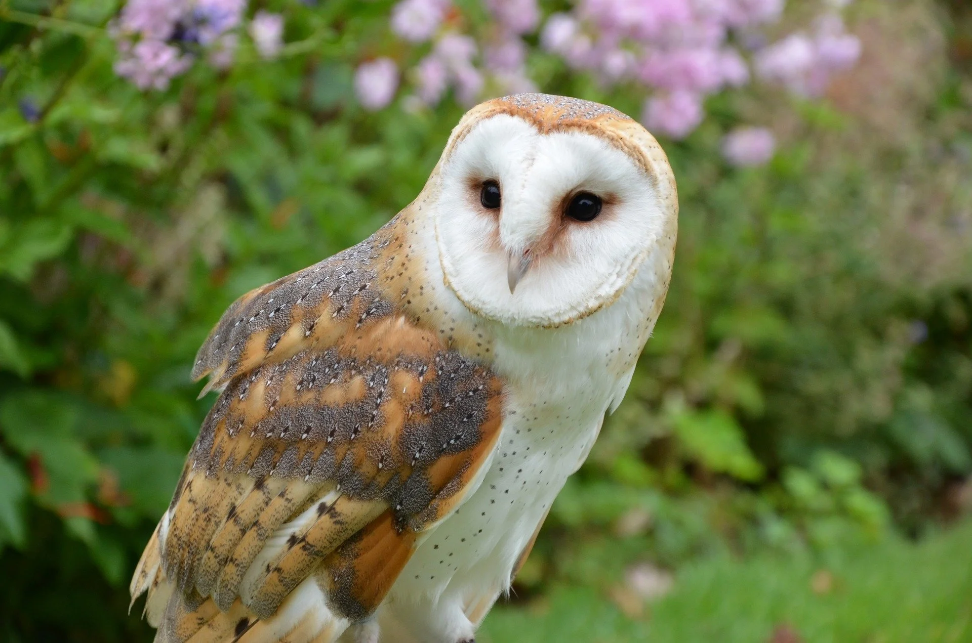 Owls protecting vineyards