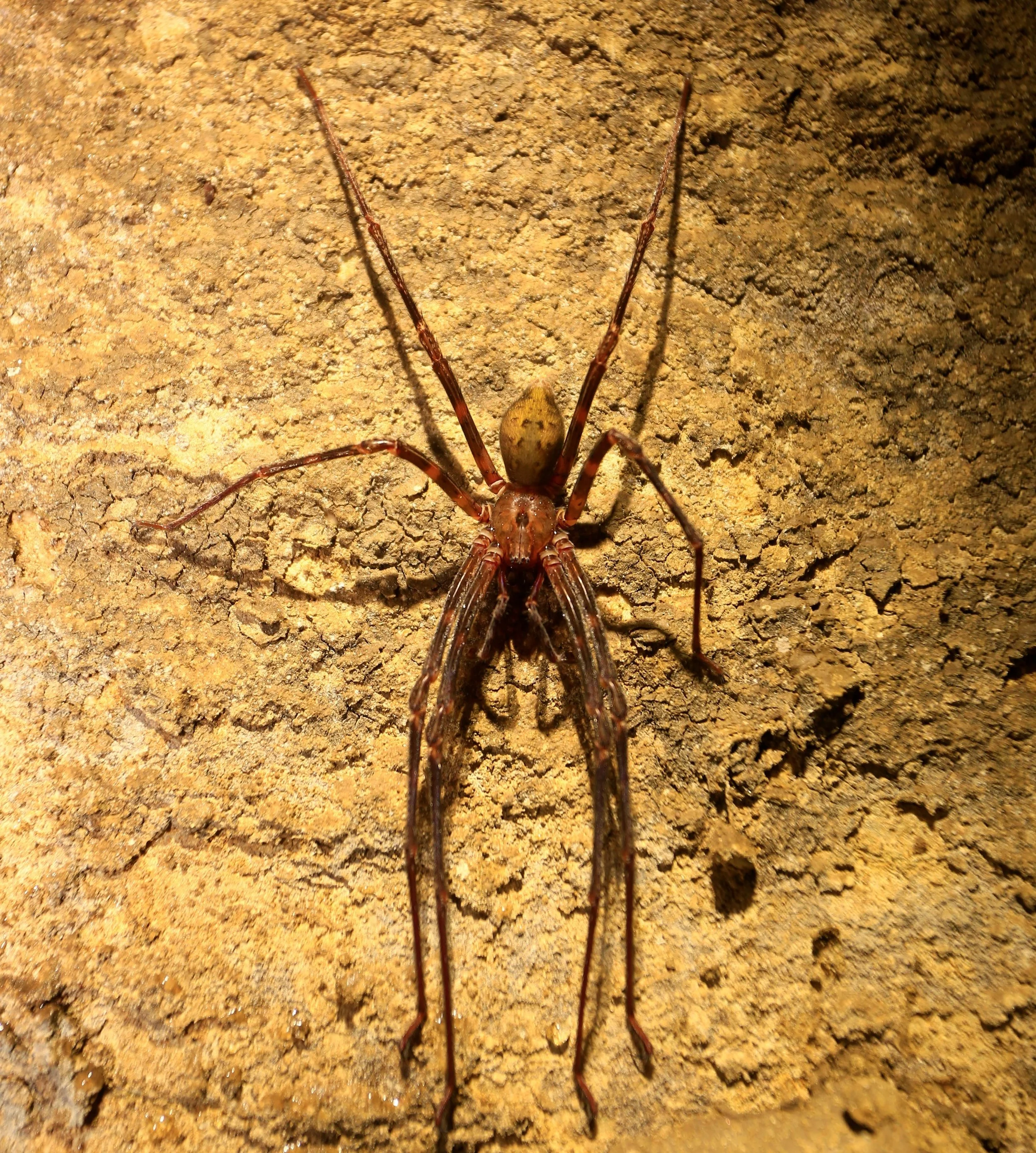 Cave closing to save spiders 