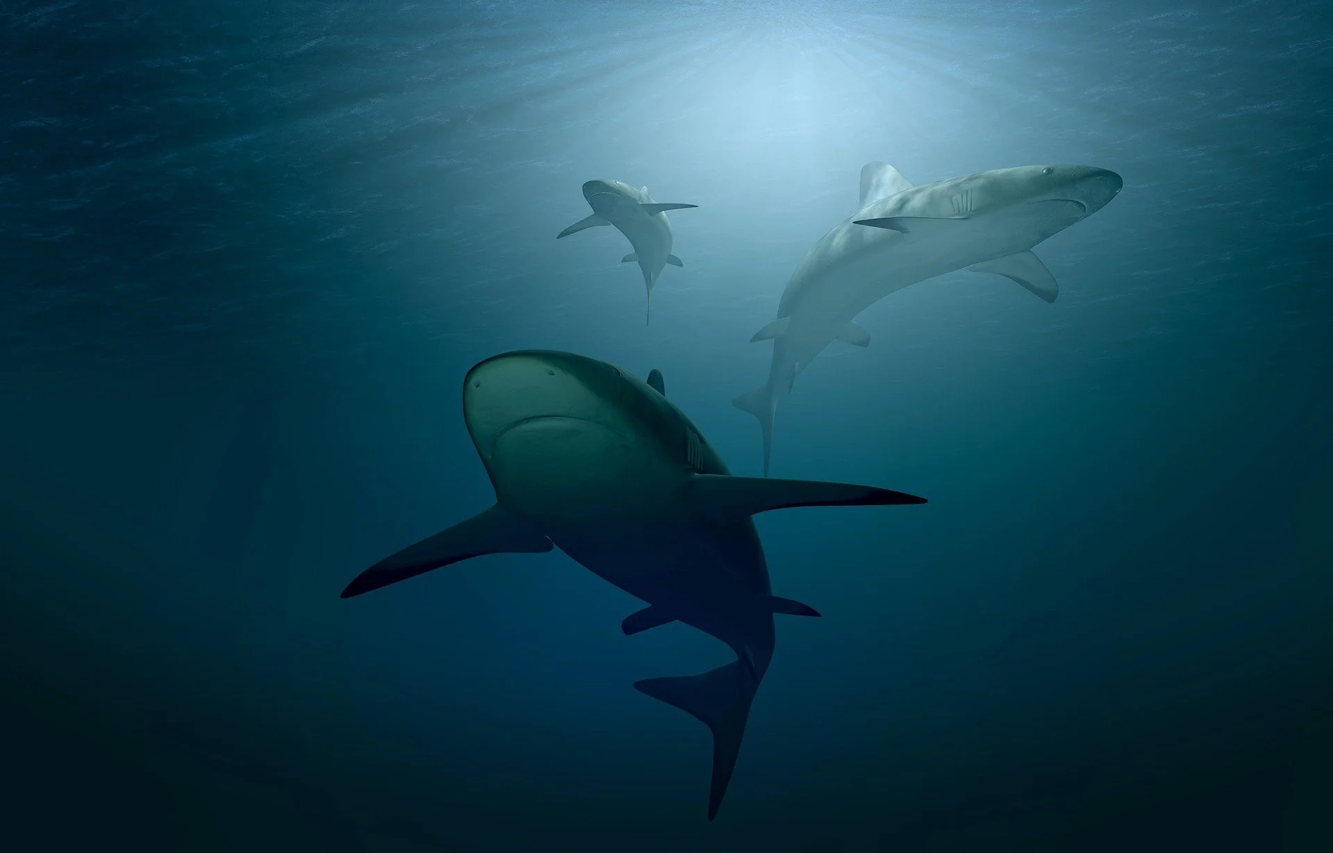 As the ocean heats up hungrier predators take control