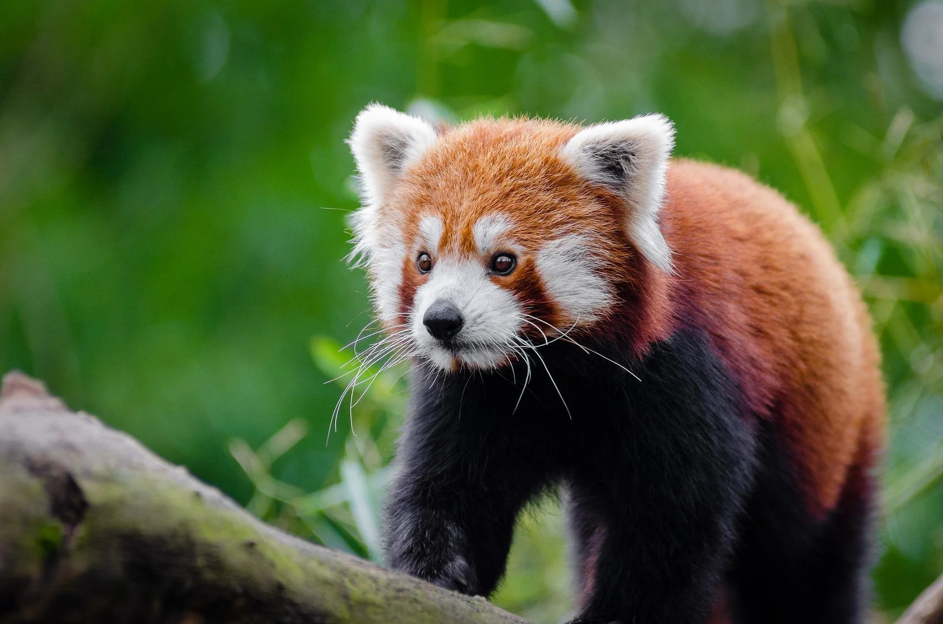 Humans driving red pandas to extinction