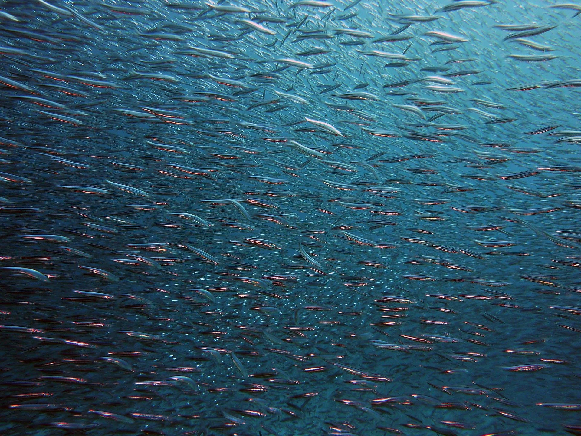 People undermining ocean health, will have impacts globally