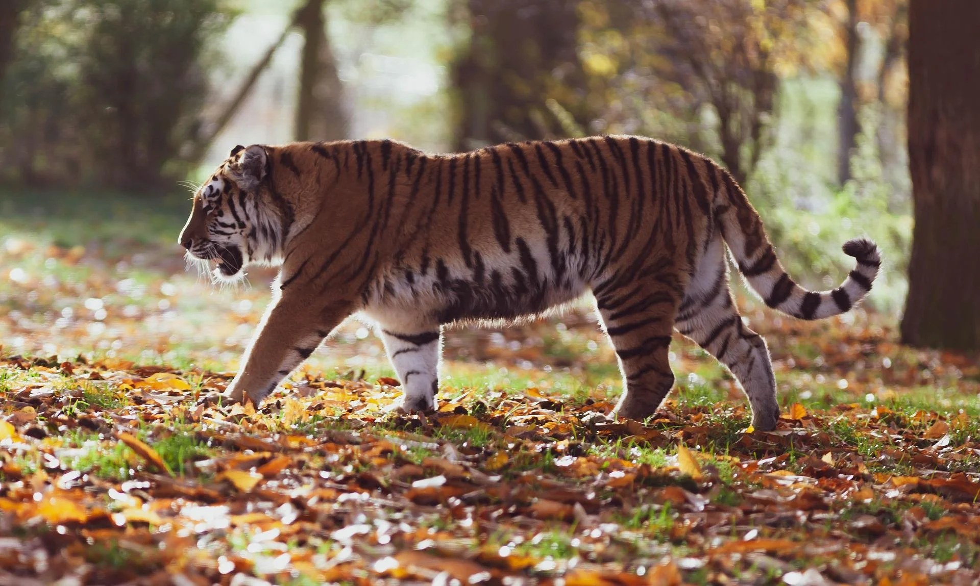Global tiger population gains for the Year of the Tiger